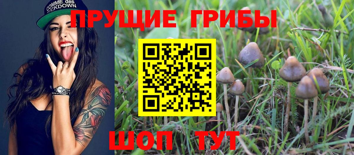 Псилоцибиновые грибы Psilocybe Узловая